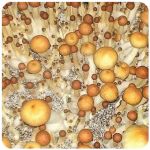 Псилоцибиновые (галлюциногенные)  грибы Psilocybin "Golden Teacher" в Нижнем Ломове